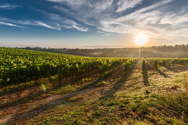 vinobraní.jpg